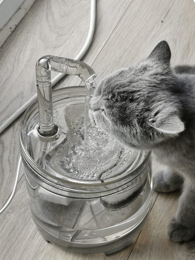Hoe onderhoud je de drinkfontein van je kat?
