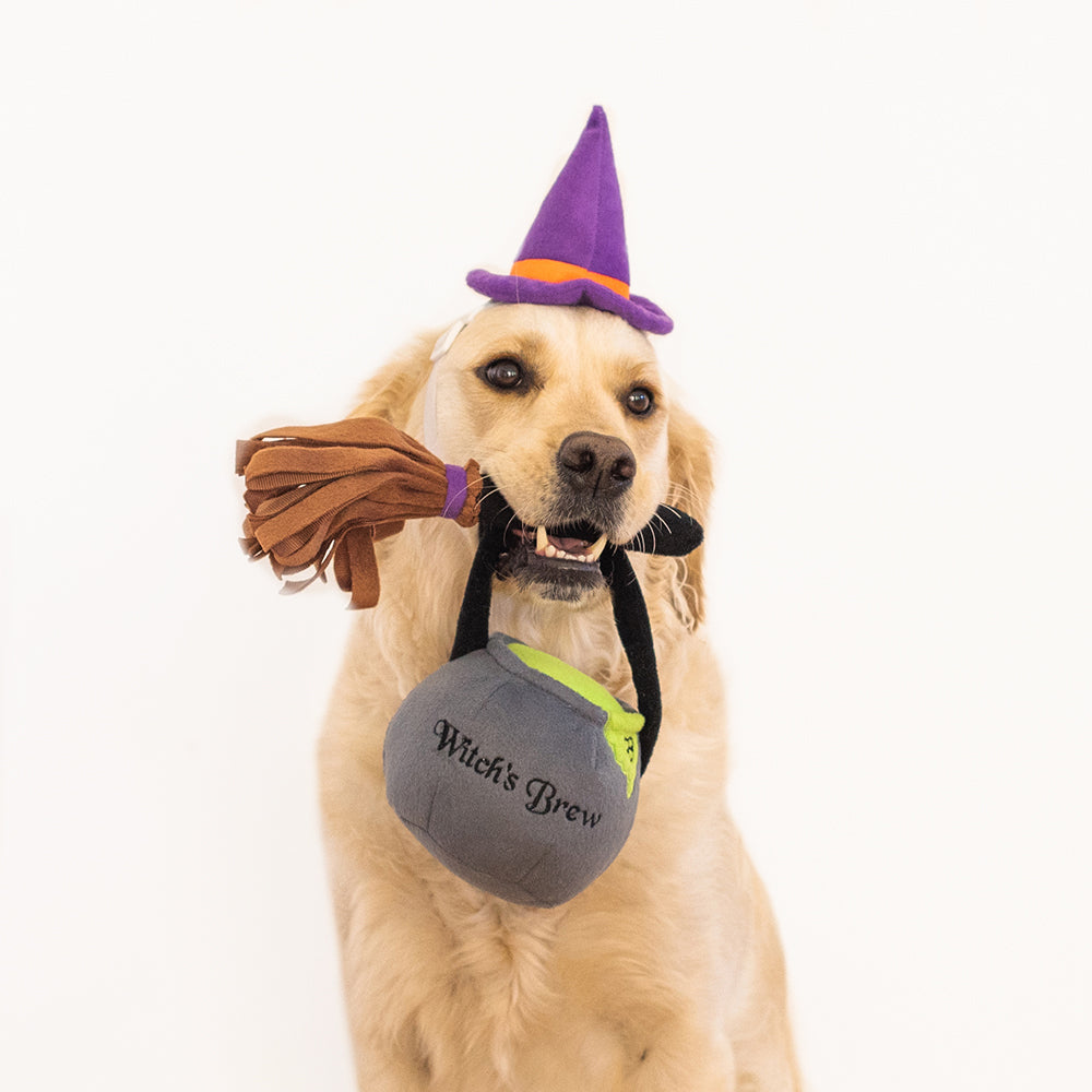 Heerlijk halloween kostuum voor je hond. Verkleed je hond als heks tijdens halloween met deze leuke set. 