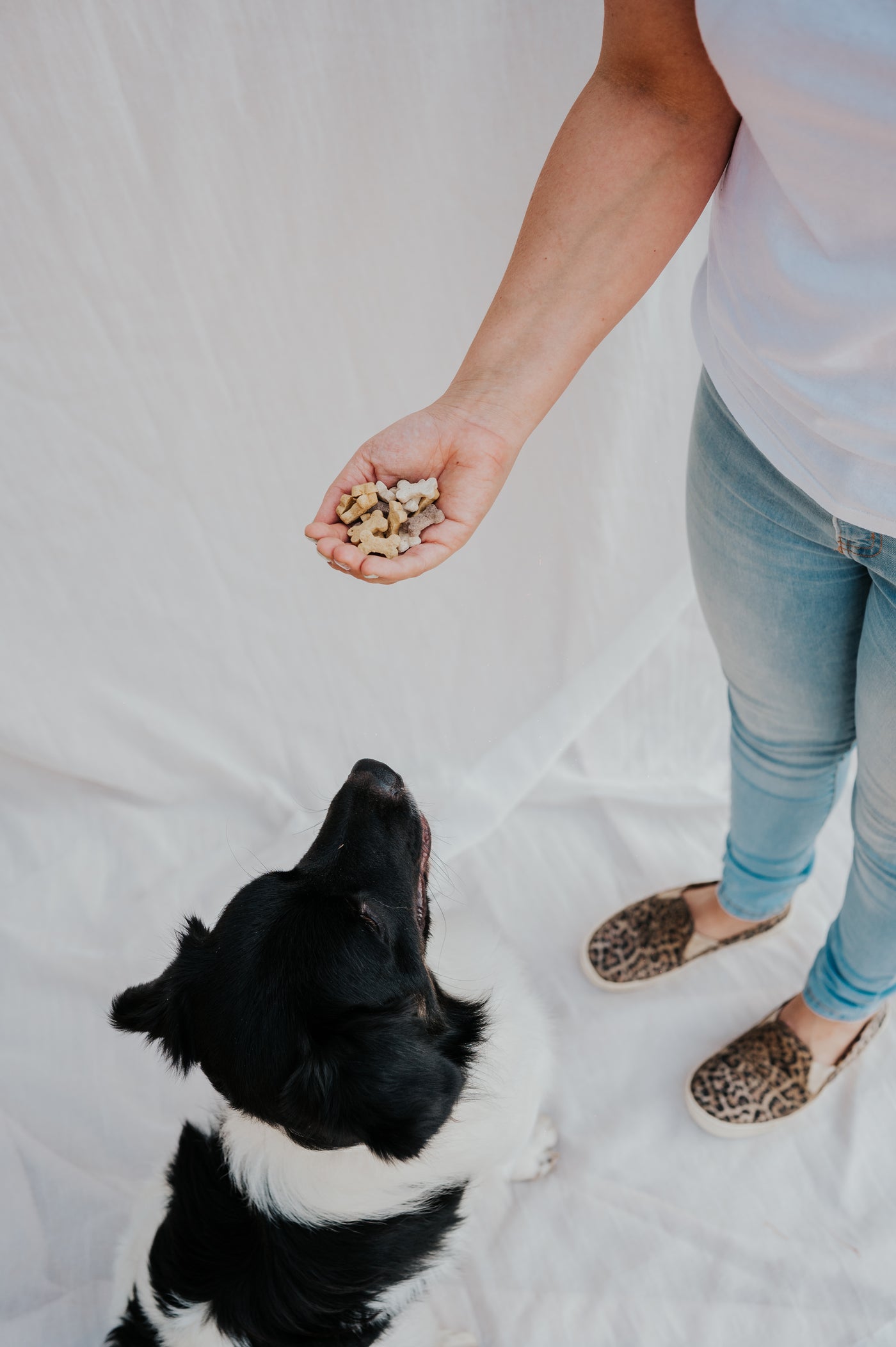 Kleine hondenkoekjes gepast voor pups en kleine honden.  Deze droge koekjes kan je gebruiken voor het trainen van je pup of hond en zijn een lekker niet al te groot, tussendoortje. Verpakking: 500g